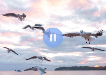 Как сделать стоп-кадр в CapCut и не только